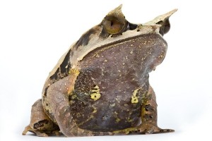 Megophrys nasuta